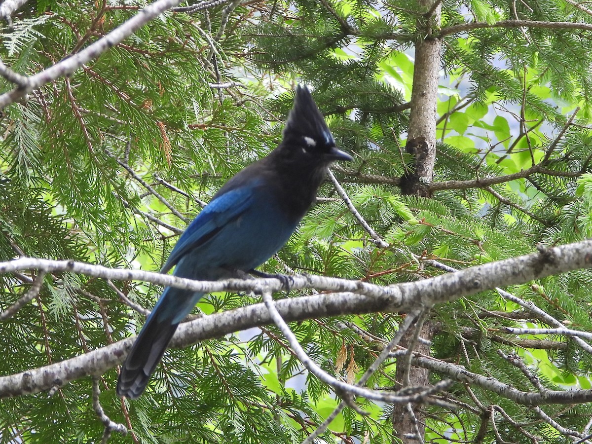 Steller's Jay - ML463661911