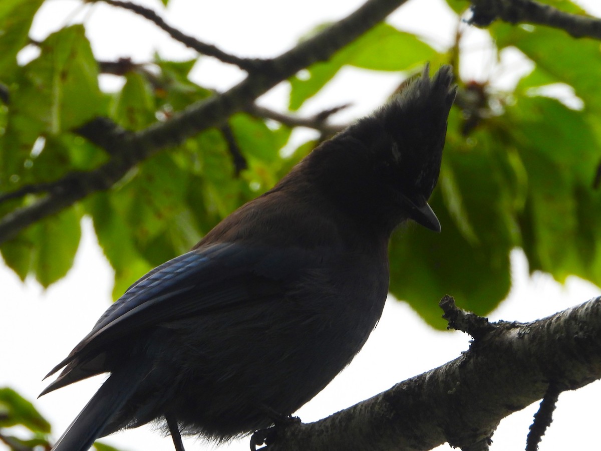 Steller's Jay - ML463661931