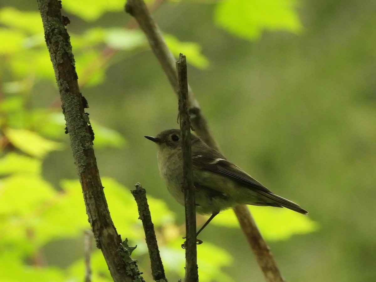 Ruby-crowned Kinglet - Kimberly Berry