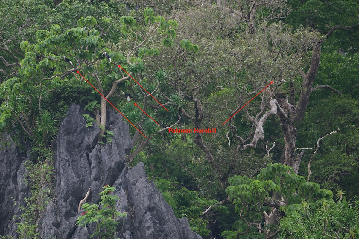 Palawan Hornbill - John Dumlao