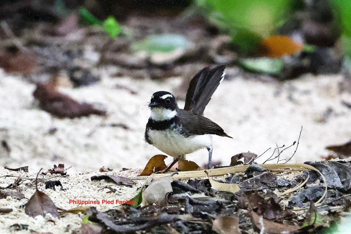 Philippine Pied-Fantail - ML463662151