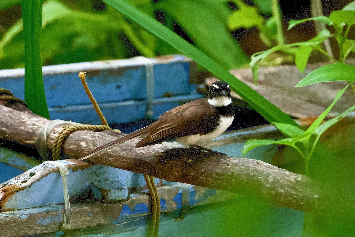 Philippine Pied-Fantail - ML463662261