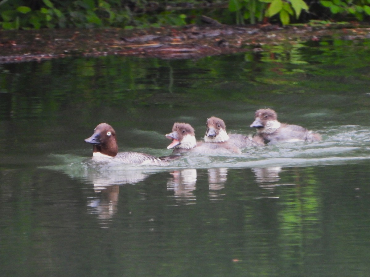 Common Goldeneye - ML463662431