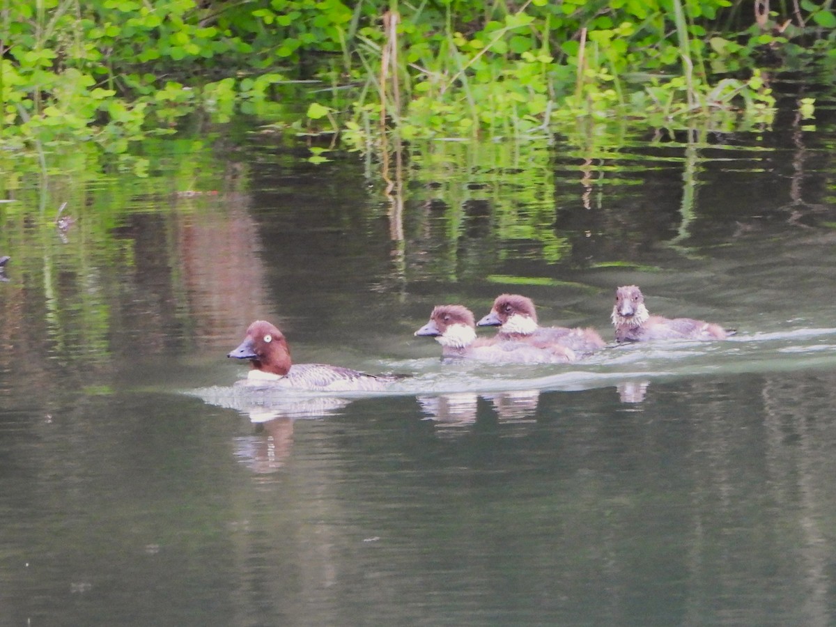 Common Goldeneye - ML463662491