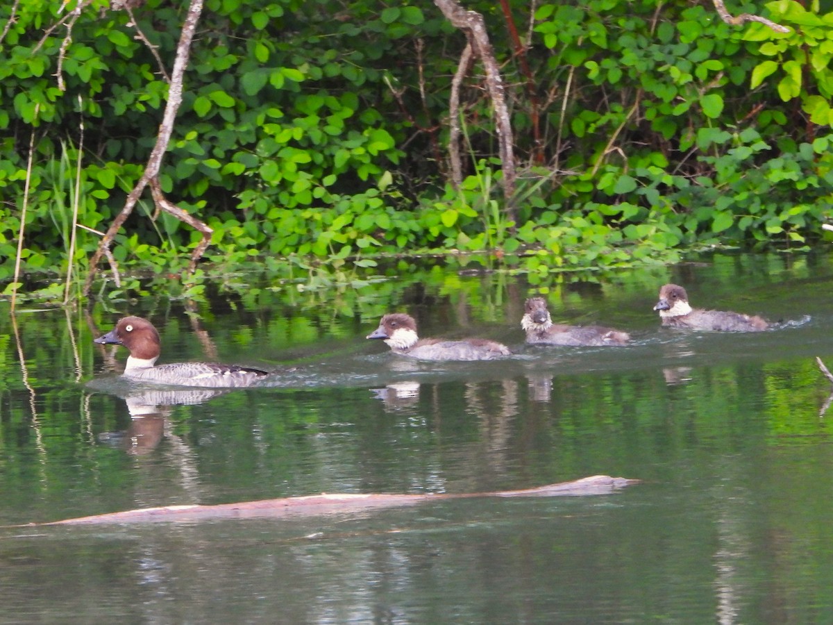 Common Goldeneye - ML463662791