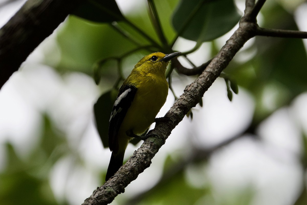 Common Iora - ML463662831