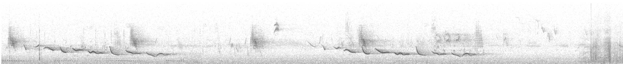svartkronesjagra (cucullatus) - ML463662931