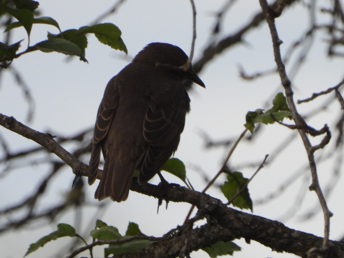 European Starling - ML463663001