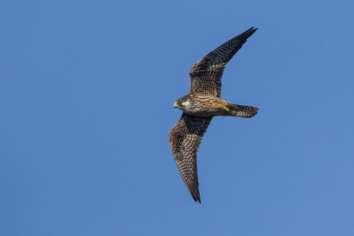 Eleonora's Falcon - Noah Konopny Cohen