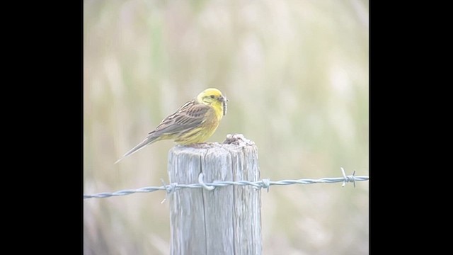 Bruant jaune - ML463664441
