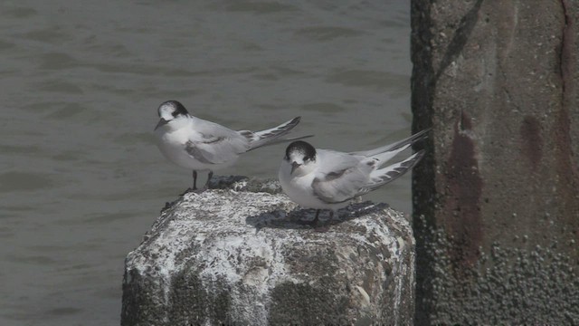 White-fronted Tern - ML463664521