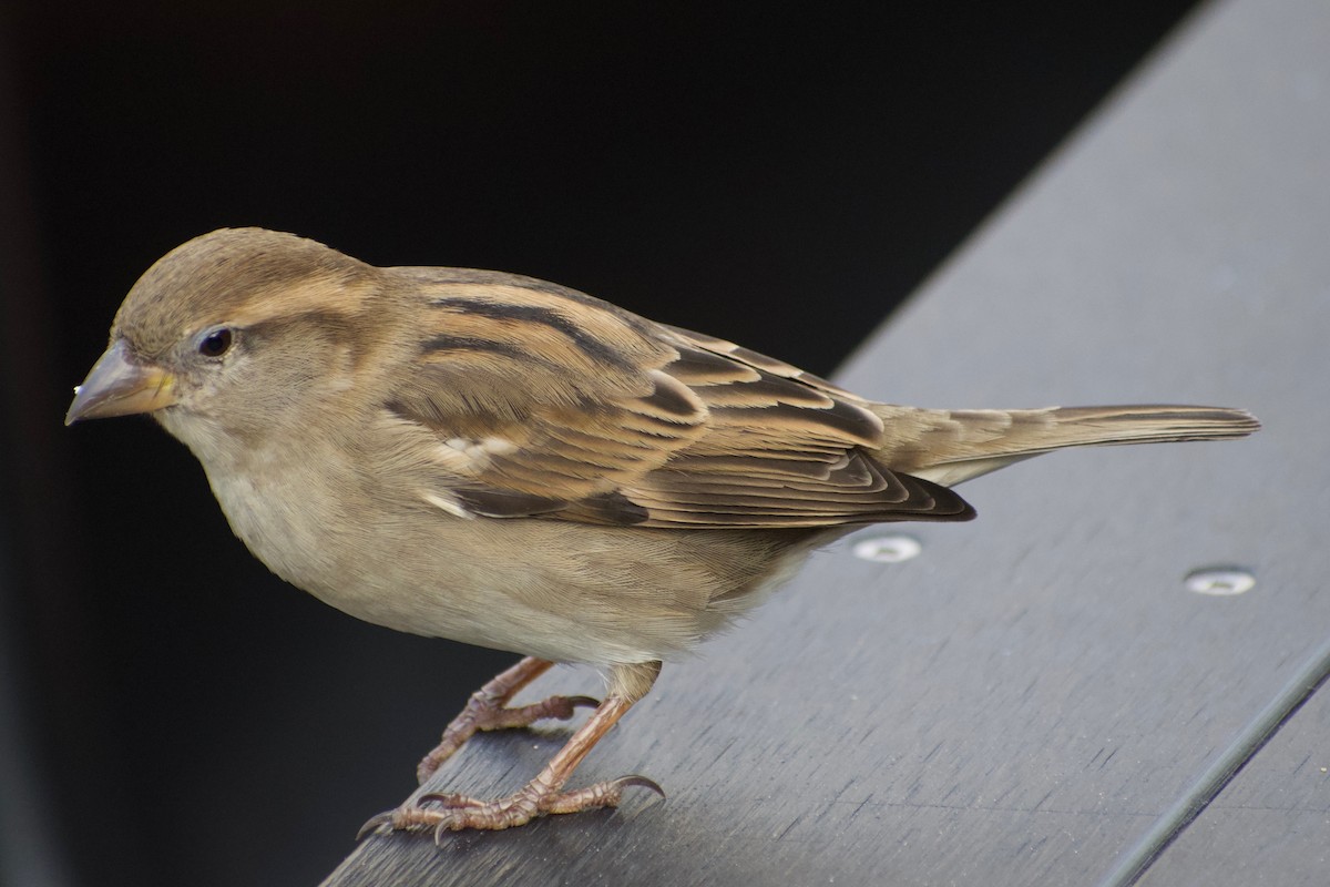 House Sparrow - ML463664591