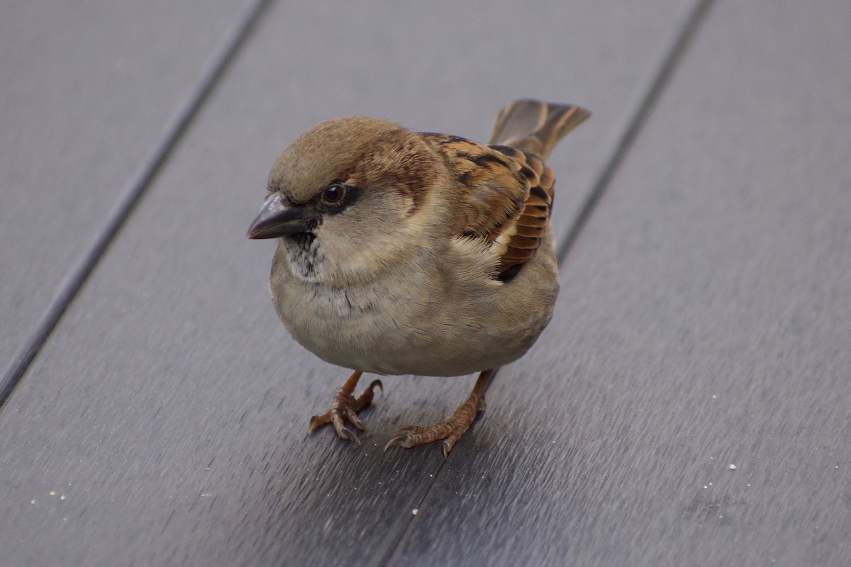 House Sparrow - ML463664651