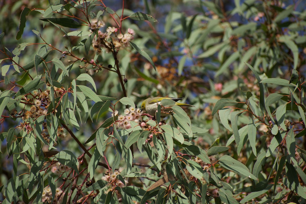 White-plumed Honeyeater - ML463664661