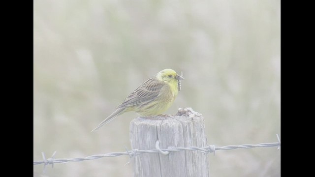 Yellowhammer - ML463664691