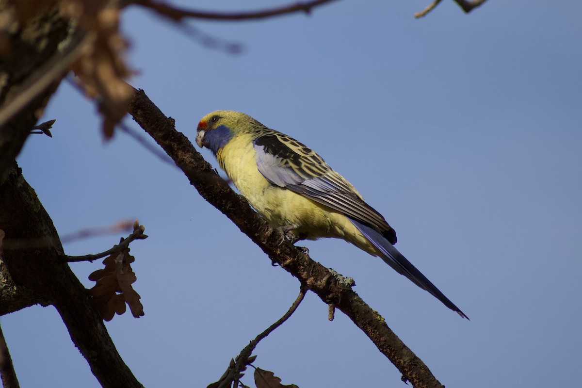 Crimson Rosella (Yellow) - ML463664701