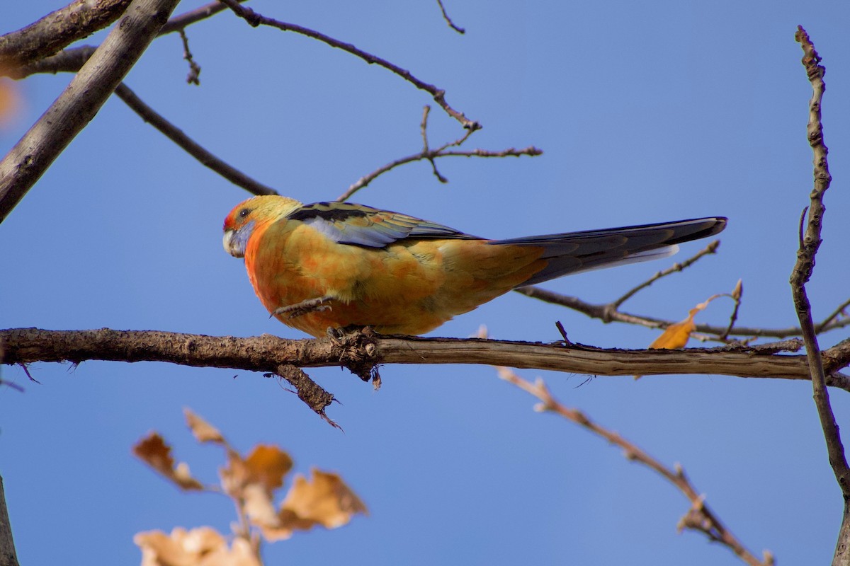 Crimson Rosella (Yellow) - ML463664721