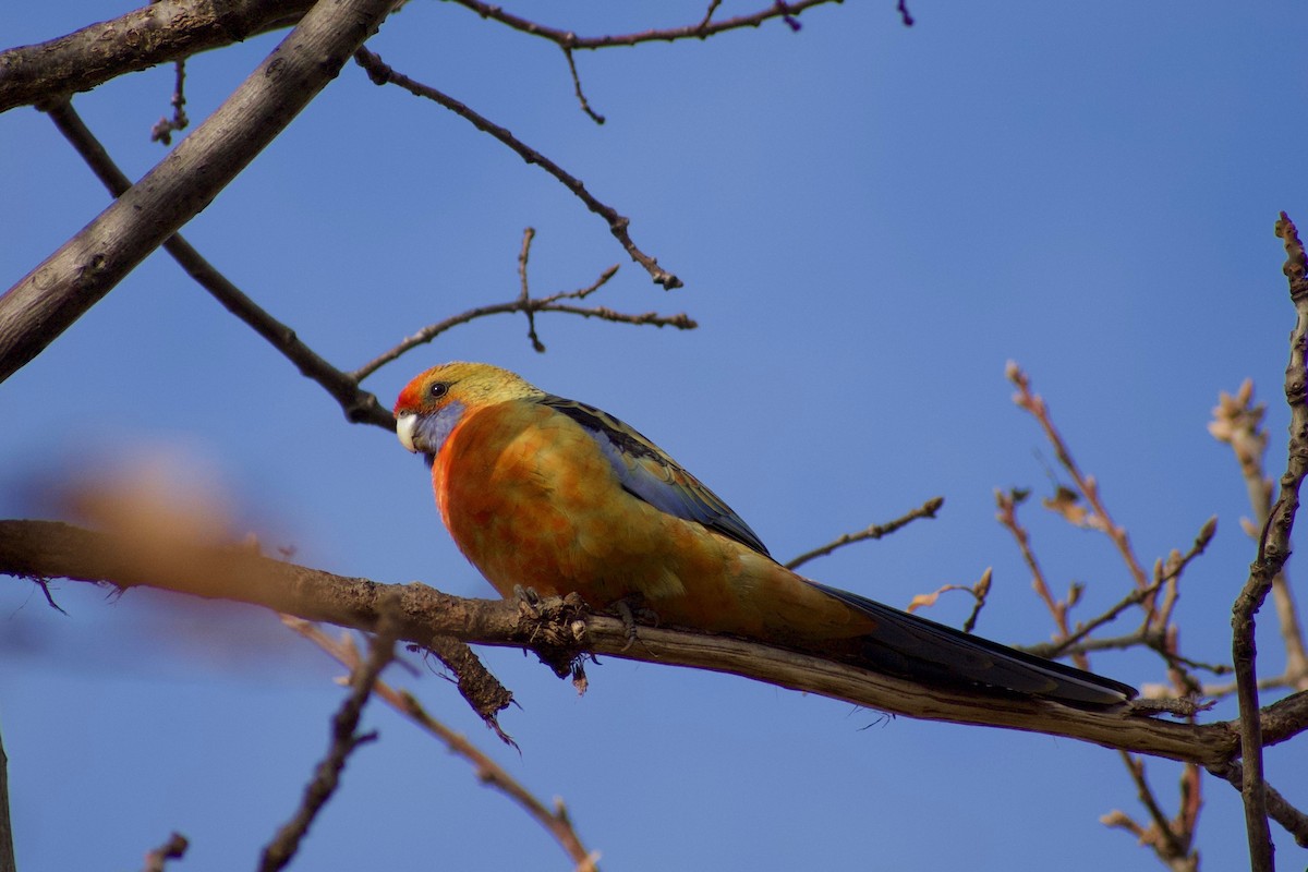 Crimson Rosella (Yellow) - ML463664741