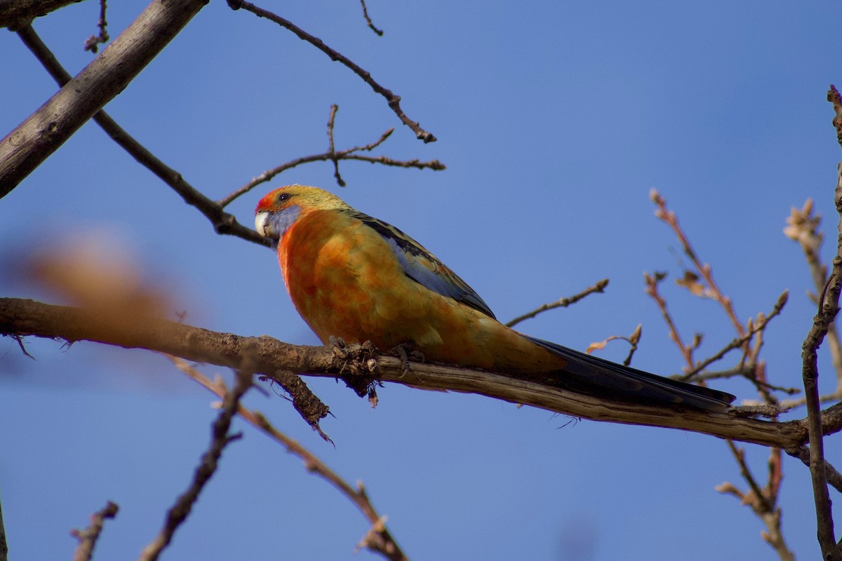 Crimson Rosella (Yellow) - ML463664751