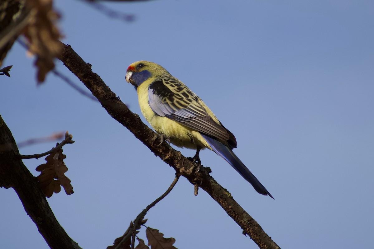 Crimson Rosella (Yellow) - ML463664761