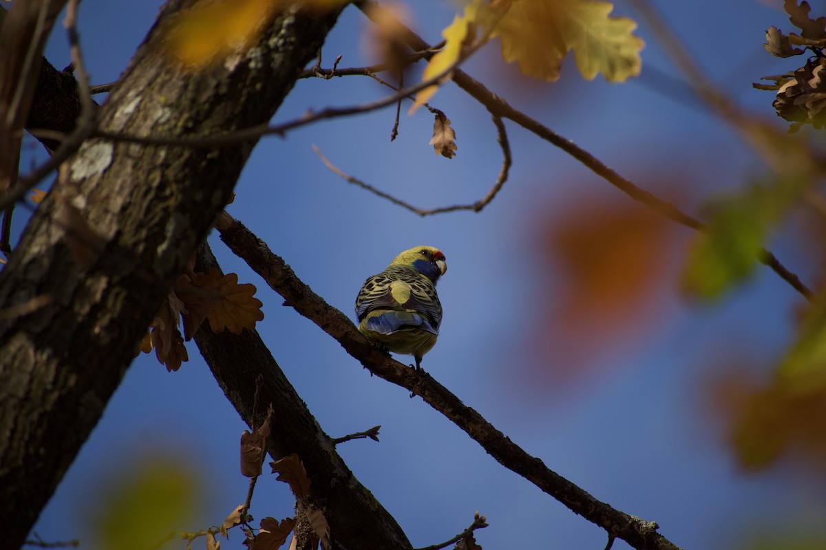 Crimson Rosella (Yellow) - ML463664801