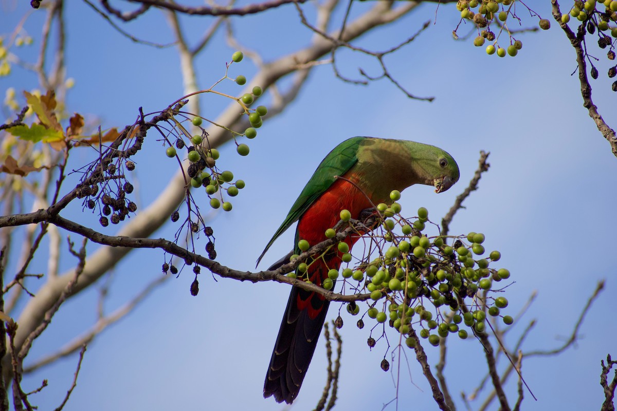 Australian King-Parrot - ML463664821