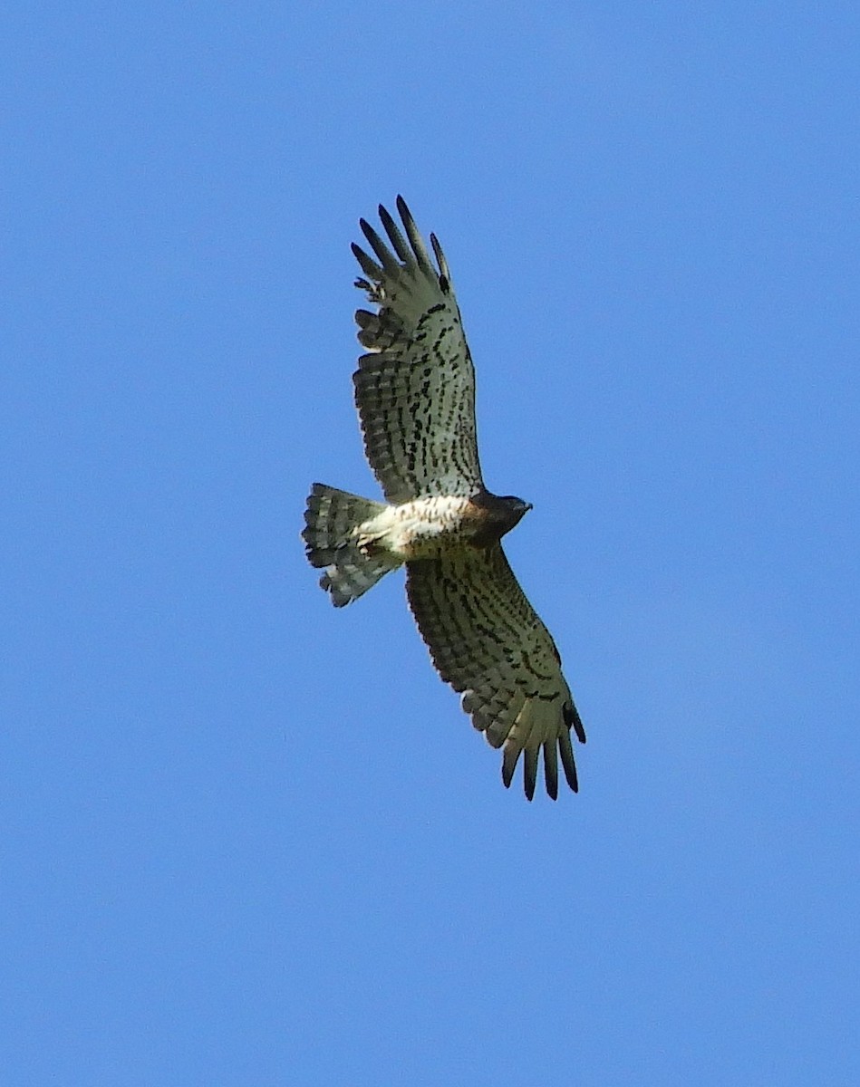 Short-toed Snake-Eagle - ML463664991
