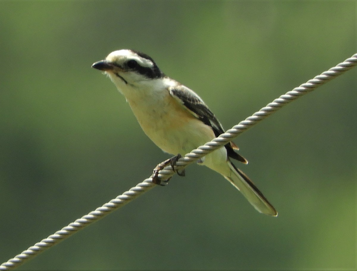 Masked Shrike - Mark Schellekens