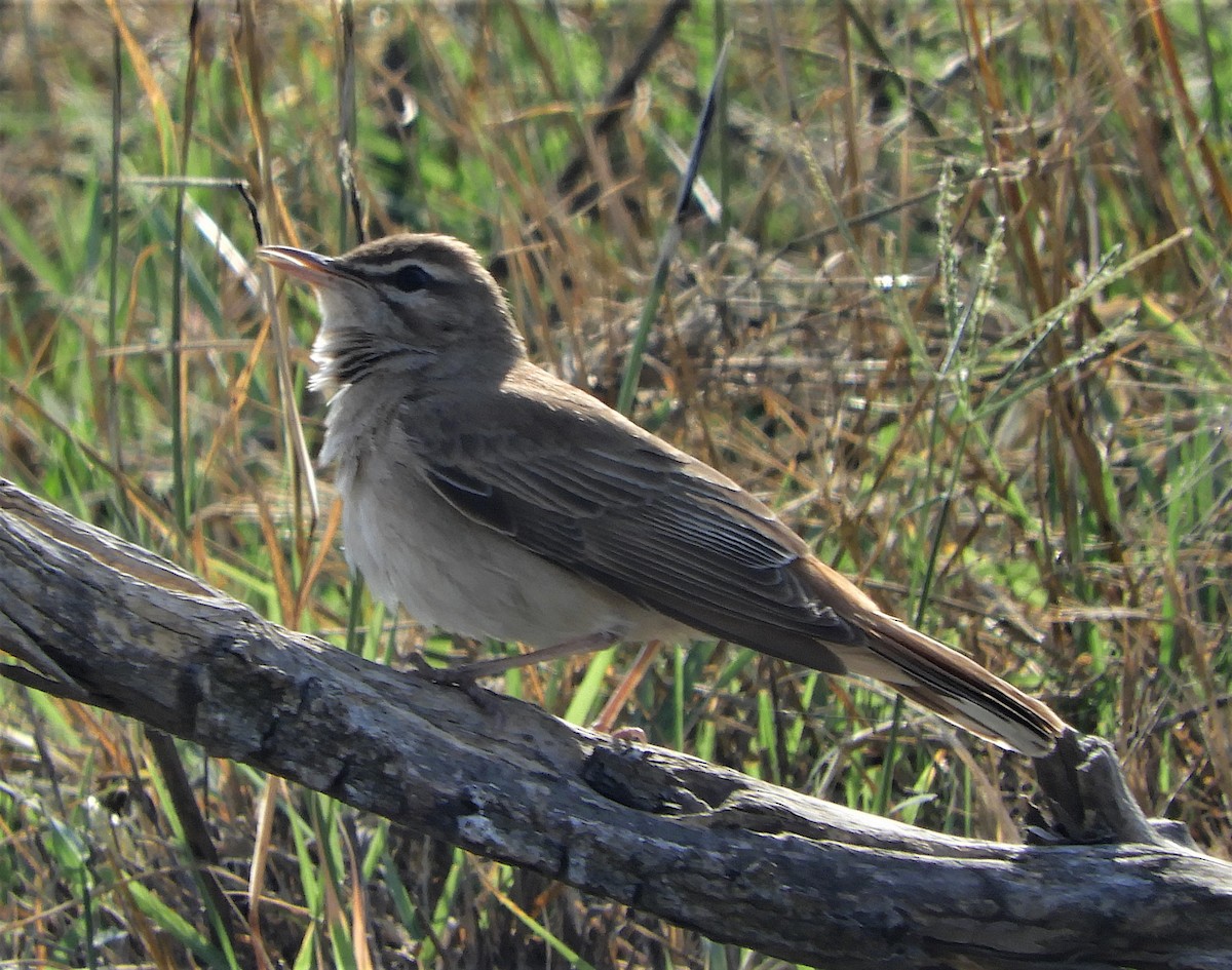 Rufous-tailed Scrub-Robin - ML463665251