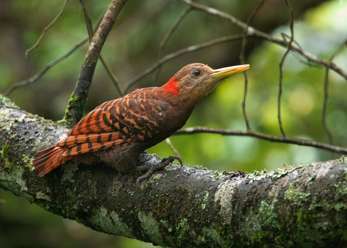 Bay Woodpecker - ML463665411