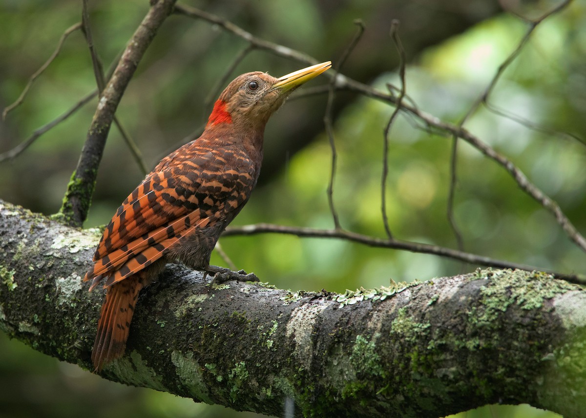 Bay Woodpecker - ML463665421