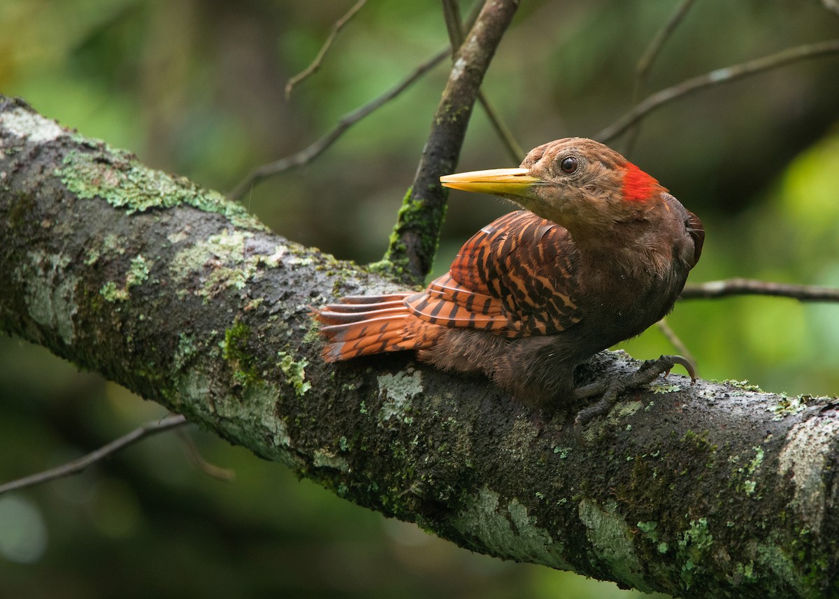 Bay Woodpecker - ML463665431
