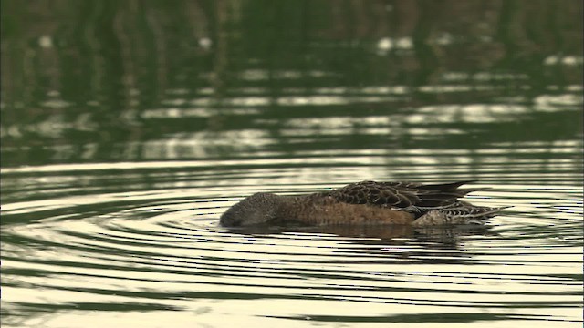 American Wigeon - ML463666