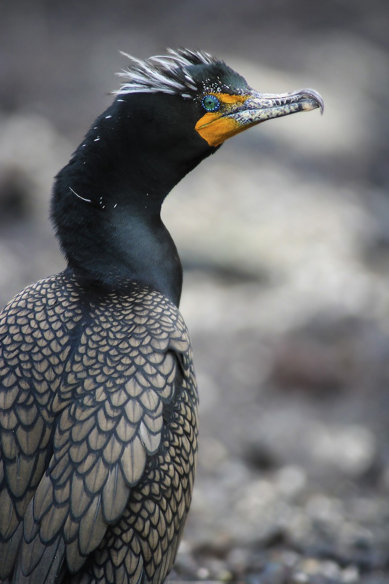 Double-crested Cormorant - ML46366621