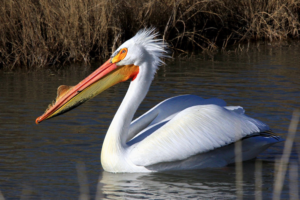 American White Pelican - ML46366841