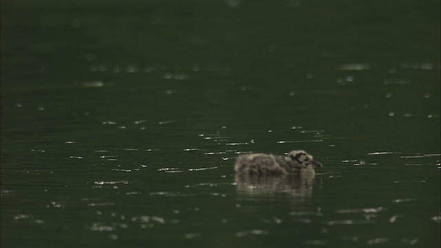 Short-billed Gull - ML463669