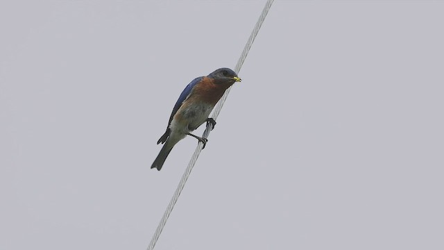 Eastern Bluebird - ML463670241