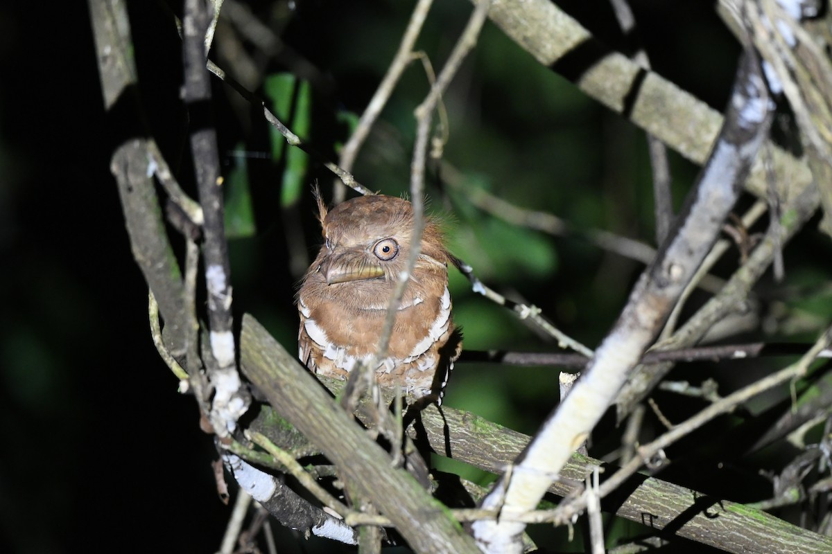 Philippine Frogmouth - ML463670821