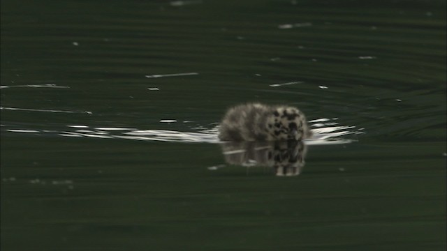 Short-billed Gull - ML463671