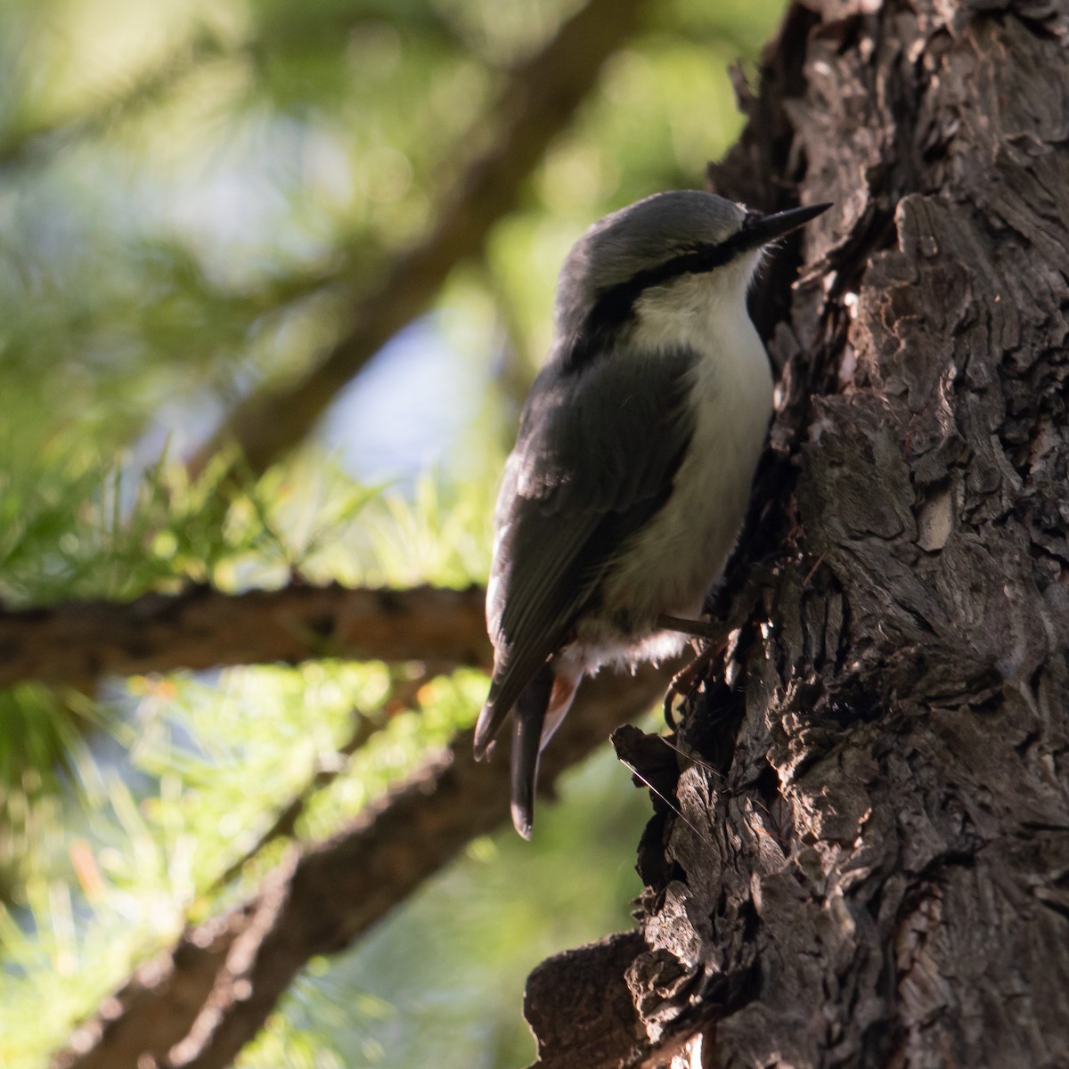 Garrapo eurasiarra - ML463671261