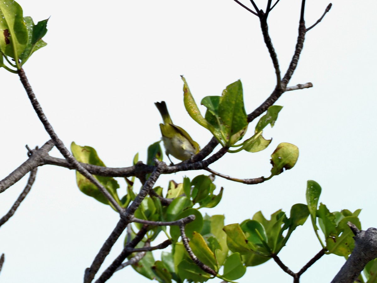 Ashy-bellied White-eye - ML463671431