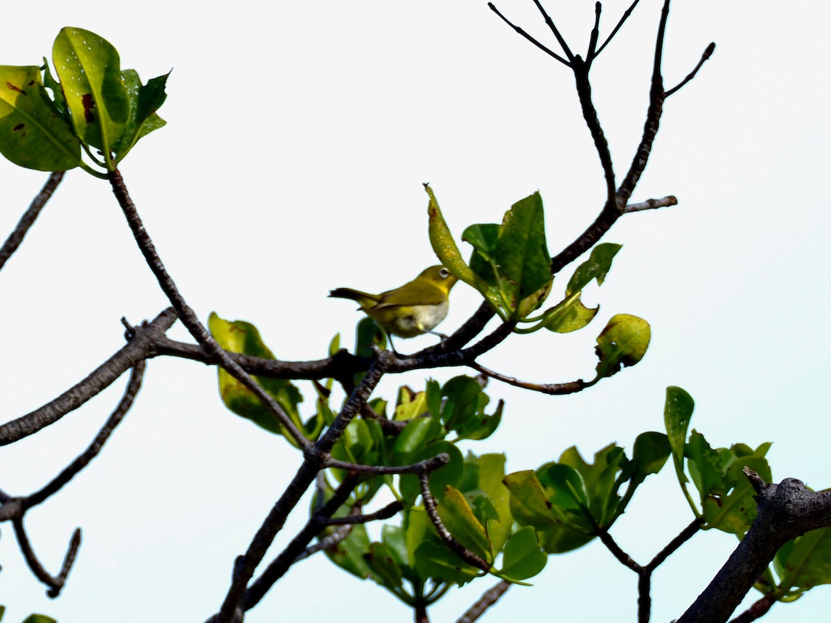 Ashy-bellied White-eye - ML463671451