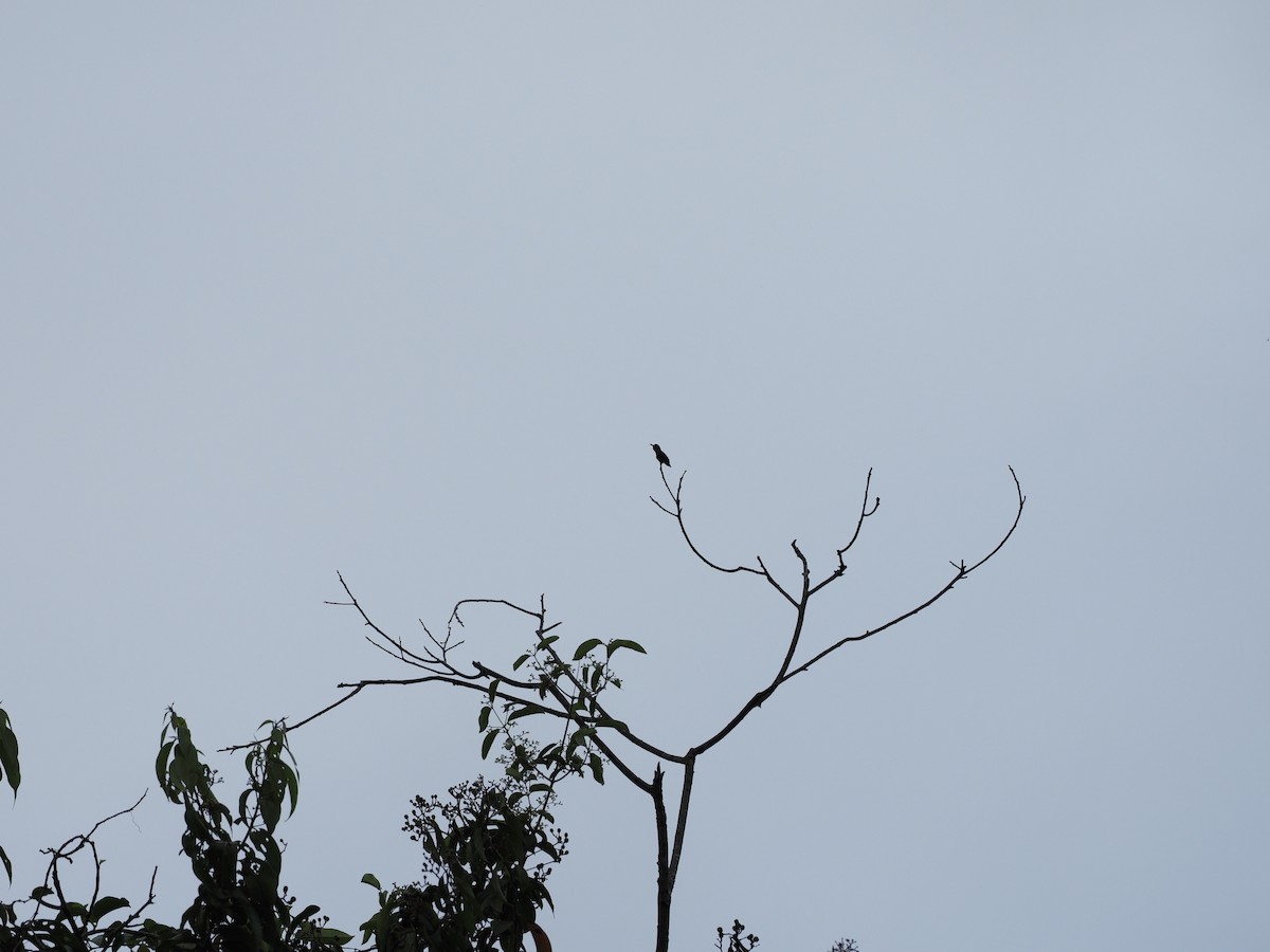 Jamaika Arı Kolibrisi - ML463673301
