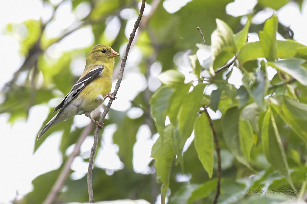 American Goldfinch - Lucien Lemay