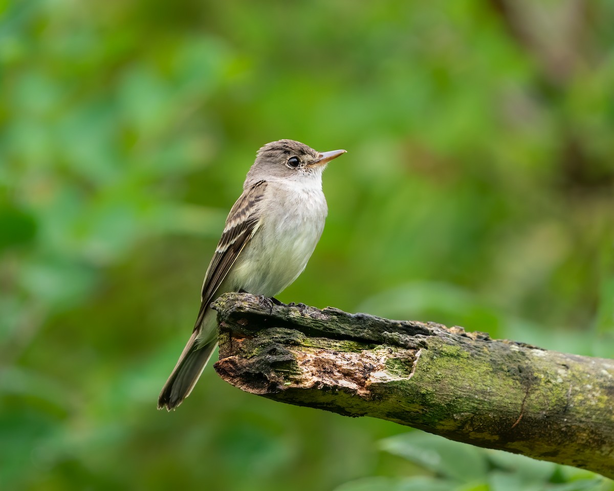 Eastern Wood-Pewee - ML463674171