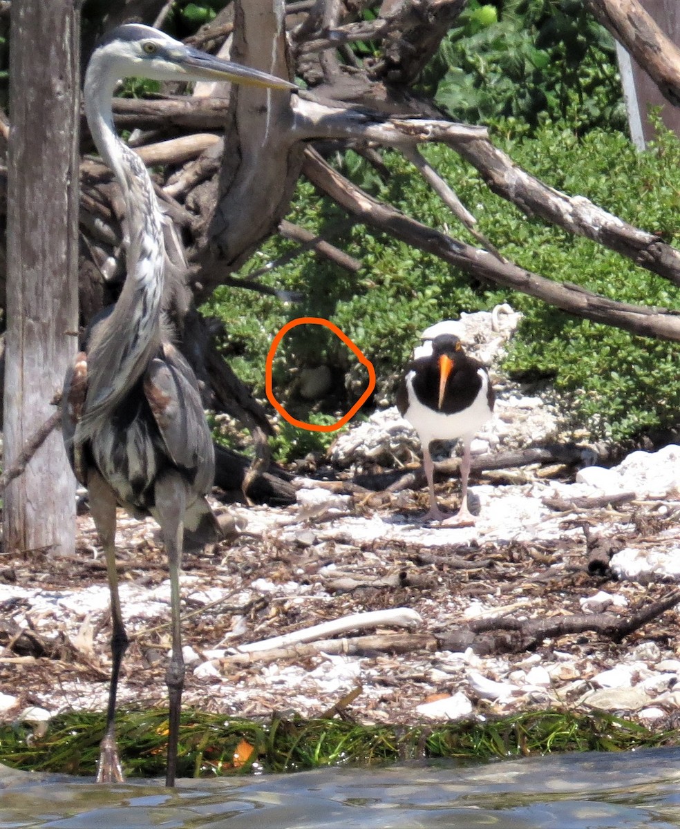 American Oystercatcher - ML463675291