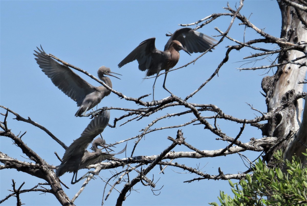 Reddish Egret - ML463675371