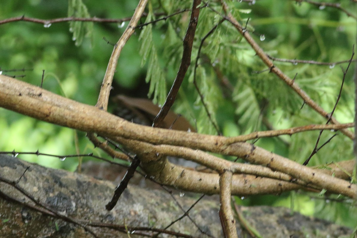 Slaty-legged Crake - Savio Fonseca (www.avocet-peregrine.com)