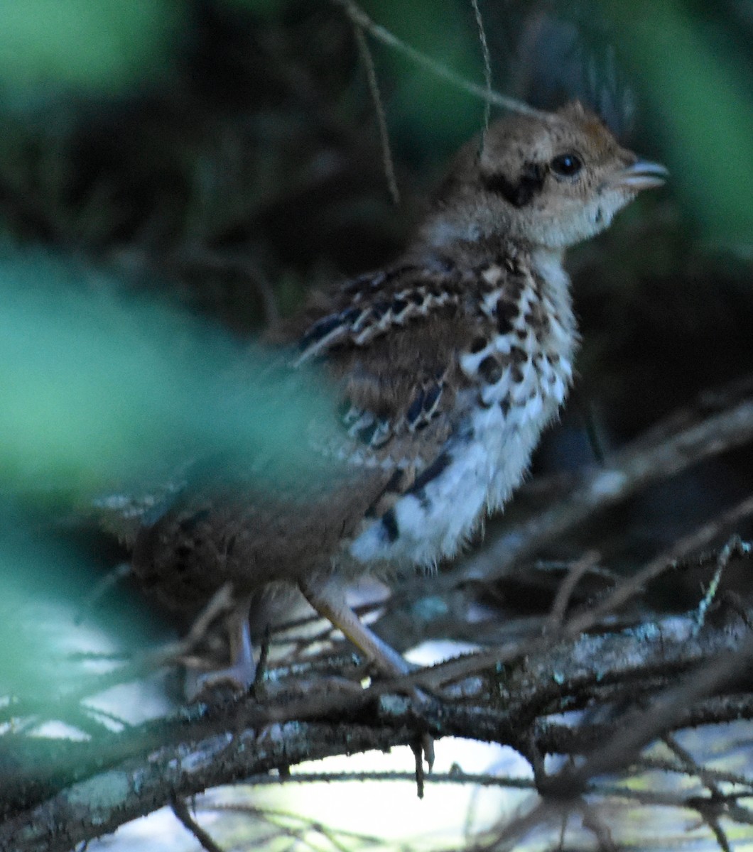 Ruffed Grouse - ML463676891