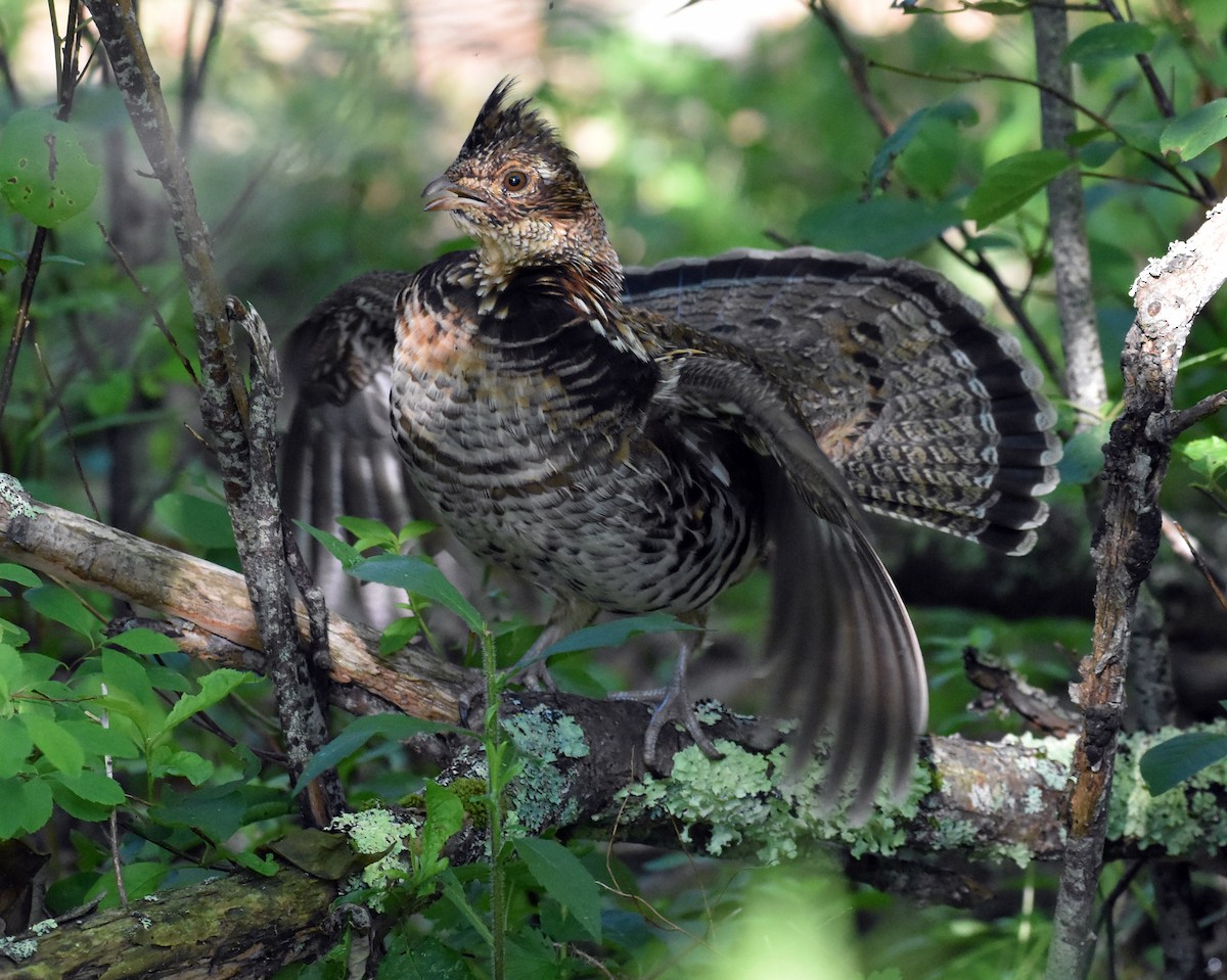 Ruffed Grouse - ML463676961